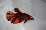 Nemo Koi Galaxy  Halfmoon Female Betta (ID#510-F407) Free2Day SHIPPING