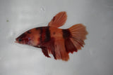 Nemo Koi Galaxy  Halfmoon Female Betta (ID#510-F408) Free2Day SHIPPING