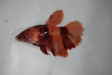 Nemo Koi Galaxy  Halfmoon Female Betta (ID#510-F408) Free2Day SHIPPING