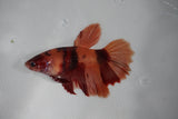 Nemo Koi Galaxy  Halfmoon Female Betta (ID#510-F408) Free2Day SHIPPING