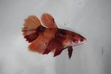 Nemo Koi Galaxy  Halfmoon Female Betta (ID#510-F408) Free2Day SHIPPING