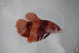 Nemo Koi Galaxy  Halfmoon Female Betta (ID#510-F408) Free2Day SHIPPING