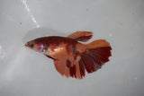 Nemo Koi Galaxy  Halfmoon Female Betta (ID#510-F410) Free2Day SHIPPING