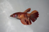 Nemo Koi Galaxy  Halfmoon Female Betta (ID#510-F410) Free2Day SHIPPING