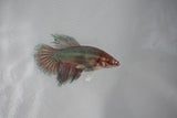 Dumbo Multicolor   Halfmoon Female Betta (ID#510-F412) Free2Day SHIPPING