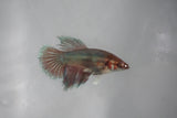 Dumbo Multicolor   Halfmoon Female Betta (ID#510-F412) Free2Day SHIPPING