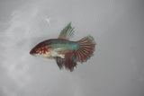 Dumbo Multicolor   Halfmoon Female Betta (ID#510-F412) Free2Day SHIPPING