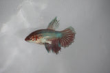 Dumbo Multicolor   Halfmoon Female Betta (ID#510-F412) Free2Day SHIPPING