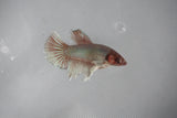 Dumbo Multicolor   Halfmoon Female Betta (ID#510-F414) Free2Day SHIPPING