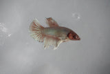 Dumbo Multicolor   Halfmoon Female Betta (ID#510-F414) Free2Day SHIPPING