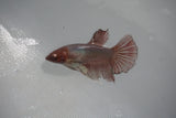 Dumbo Multicolor   Halfmoon Female Betta (ID#510-F414) Free2Day SHIPPING