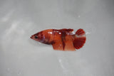 Nemo Koi   Plakat Female Betta (ID#510-F415) Free2Day SHIPPING