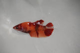 Nemo Koi   Plakat Female Betta (ID#510-F415) Free2Day SHIPPING