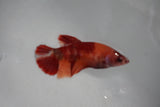 Nemo Koi   Plakat Female Betta (ID#510-F415) Free2Day SHIPPING