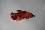 Nemo Koi   Plakat Female Betta (ID#510-F415) Free2Day SHIPPING