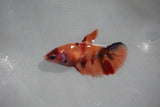 Nemo Koi Galaxy  Plakat Female Betta (ID#510-F416) Free2Day SHIPPING