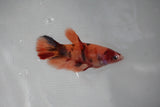 Nemo Koi Galaxy  Plakat Female Betta (ID#510-F416) Free2Day SHIPPING