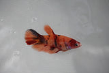 Nemo Koi Galaxy  Plakat Female Betta (ID#510-F416) Free2Day SHIPPING