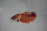 Nemo Koi   Plakat Female Betta (ID#510-F417) Free2Day SHIPPING