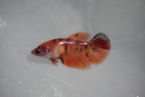 Nemo Koi   Plakat Female Betta (ID#510-F417) Free2Day SHIPPING