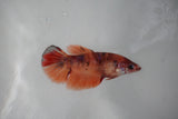 Nemo Koi   Plakat Female Betta (ID#510-F417) Free2Day SHIPPING