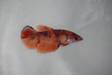 Nemo Koi   Plakat Female Betta (ID#510-F417) Free2Day SHIPPING