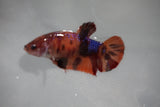 Nemo Koi Galaxy  Plakat Female Betta (ID#510-F418) Free2Day SHIPPING