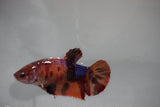 Nemo Koi Galaxy  Plakat Female Betta (ID#510-F418) Free2Day SHIPPING