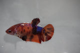 Nemo Koi Galaxy  Plakat Female Betta (ID#510-F418) Free2Day SHIPPING