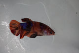 Nemo Koi Galaxy  Plakat Female Betta (ID#510-F418) Free2Day SHIPPING