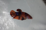 Nemo Koi Galaxy  Plakat Female Betta (ID#510-F418) Free2Day SHIPPING