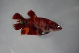 Nemo Koi Galaxy  Plakat Female Betta (ID#510-F420) Free2Day SHIPPING