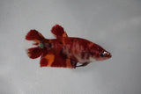 Nemo Koi Galaxy  Plakat Female Betta (ID#510-F420) Free2Day SHIPPING