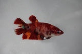 Nemo Koi Galaxy  Plakat Female Betta (ID#510-F420) Free2Day SHIPPING