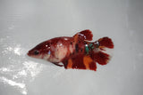 Nemo Koi Galaxy  Plakat Female Betta (ID#510-F420) Free2Day SHIPPING