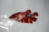 Nemo Koi Galaxy  Plakat Female Betta (ID#510-F420) Free2Day SHIPPING