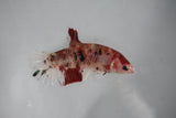 Koi Galaxy  Plakat Female Betta (ID#510-F421) Free2Day SHIPPING