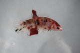 Koi Galaxy  Plakat Female Betta (ID#510-F421) Free2Day SHIPPING