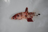 Koi Galaxy  Plakat Female Betta (ID#510-F421) Free2Day SHIPPING