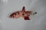 Koi Galaxy  Plakat Female Betta (ID#510-F421) Free2Day SHIPPING