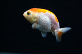 Baby Ranchu  Red White 2.5 Inch (ID#412R9b-40) Free2Day SHIPPING