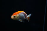 Baby Ranchu  Red White 2.5 Inch (ID#412R9b-40) Free2Day SHIPPING