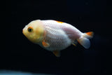 Baby Ranchu  Red White 3 Inch (ID#412R9b-41) Free2Day SHIPPING
