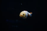 Baby Ranchu  Red White 3 Inch (ID#412R9b-41) Free2Day SHIPPING