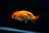Baby Ranchu  Red White 2.5 Inch (ID#412R9b-43) Free2Day SHIPPING