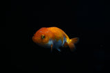Baby Ranchu  Red White 2.5 Inch (ID#412R9b-43) Free2Day SHIPPING
