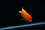Baby Ranchu  Red White 2.5 Inch (ID#416R9b-29) Free2Day SHIPPING