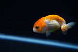 Baby Ranchu  Red White 2.5 Inch (ID#416R9b-29) Free2Day SHIPPING