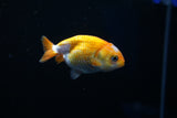 Baby Ranchu  Red White 2.5 Inch (ID#416R9b-33) Free2Day SHIPPING