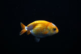 Baby Ranchu  Red White 2.5 Inch (ID#416R9b-33) Free2Day SHIPPING